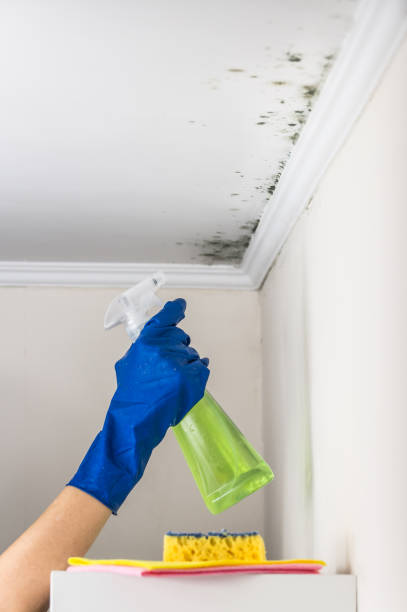 Best Residential Mold Remediation in Acres Green, CO